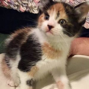 Meet your Posher, Tricia